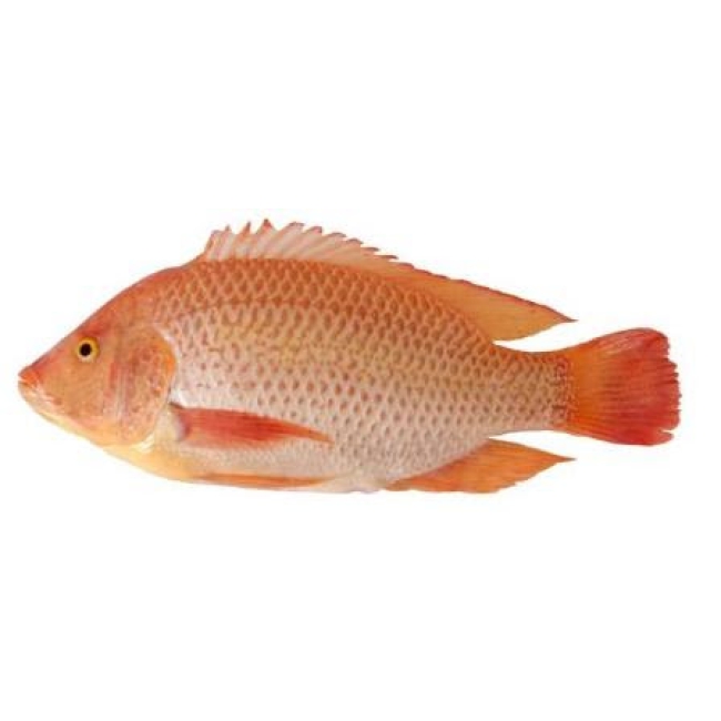 Cá diêu hồng